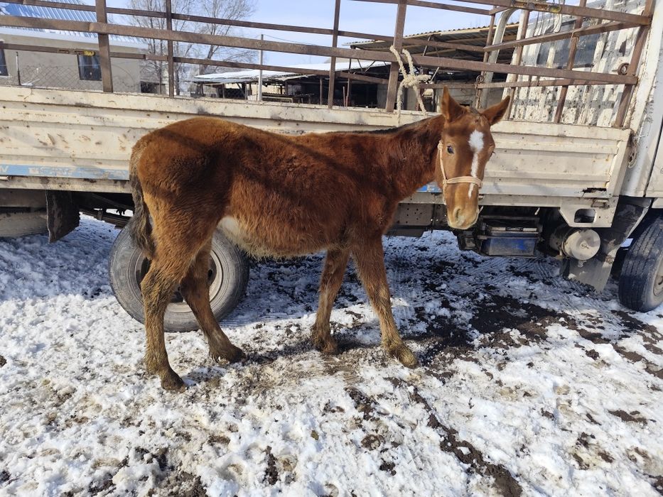 Тай сатылады қолға үйретілген