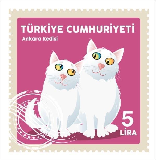 Котята турецкая ангора