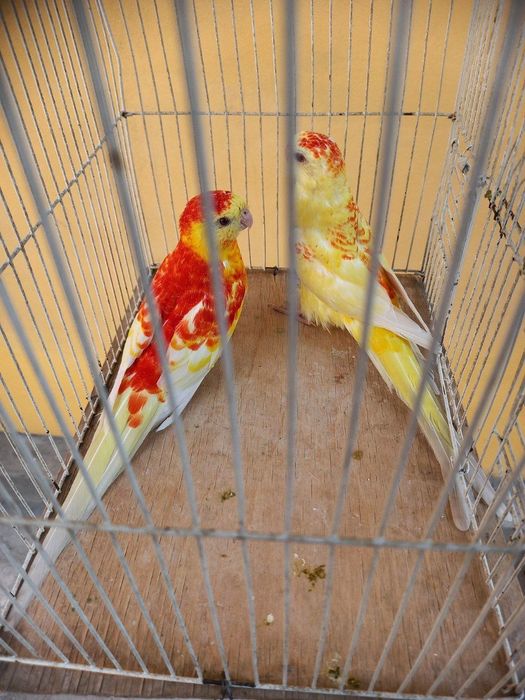 продам попугаи разные