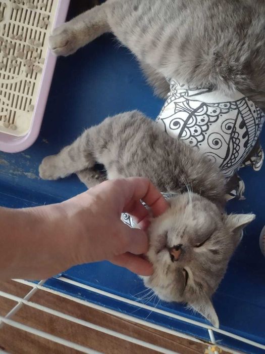 Отдам стерилизованную кошку.