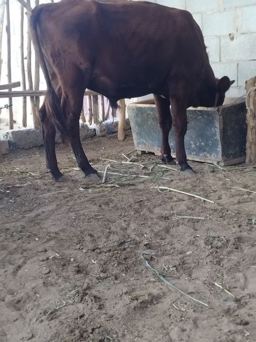 Narhini kelishamiz bemalol yozing