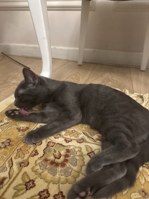 Котенок британец