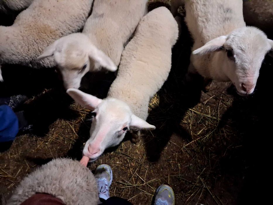 Агнета - от 25 до 35кг. живо тегло