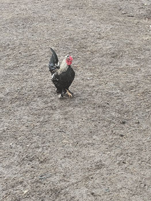 Cocoș pitic caută casa noua