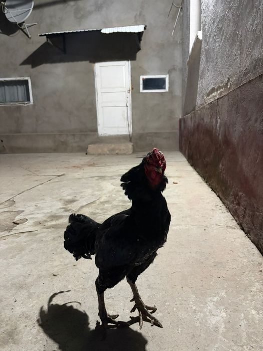 Дакан бойцовый петух