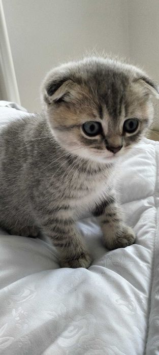 Pisicuțe de rasă 2 luni