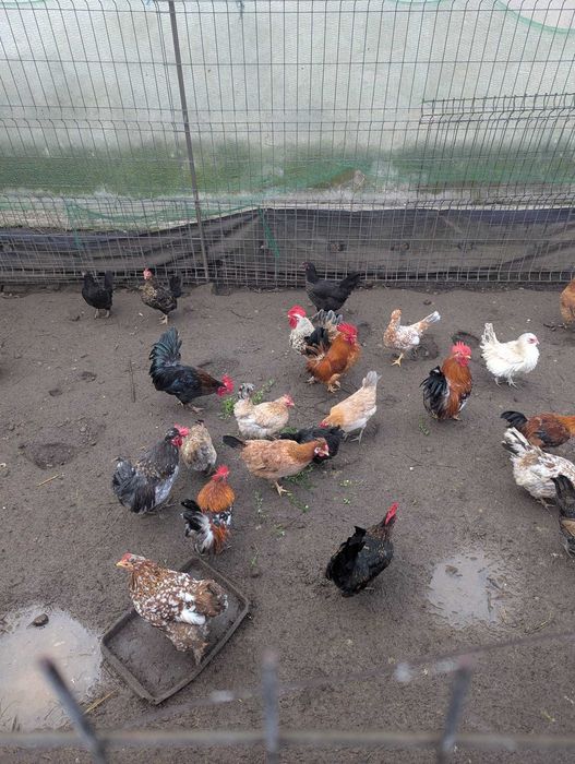 Vand gainute si cocosi pitici