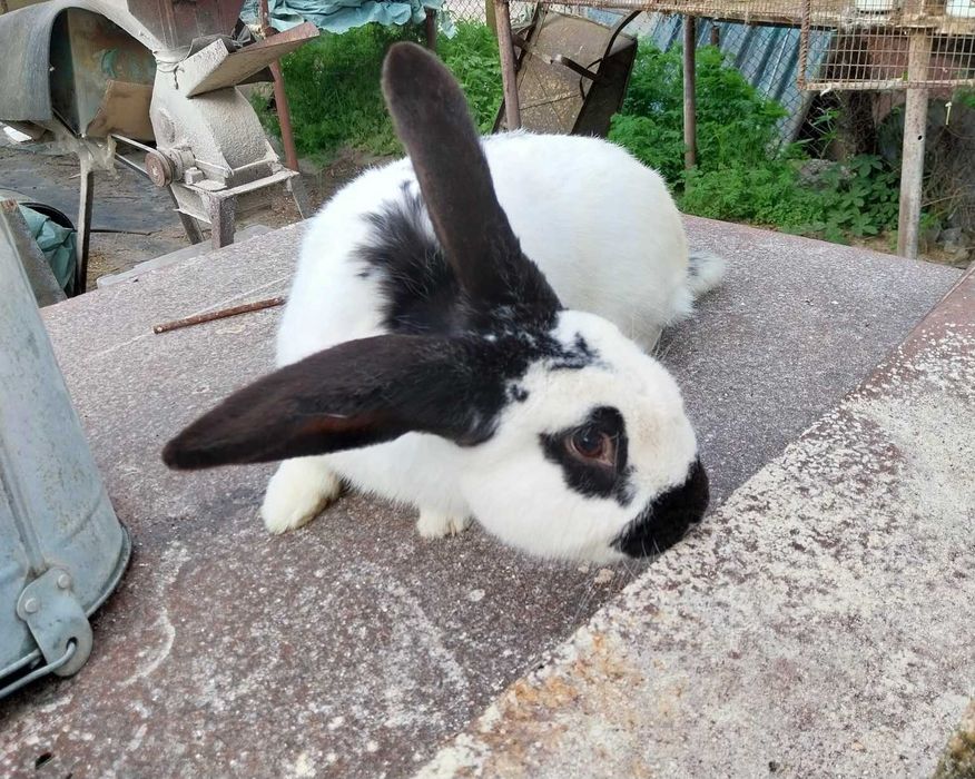 Мъжки заек пеперуда