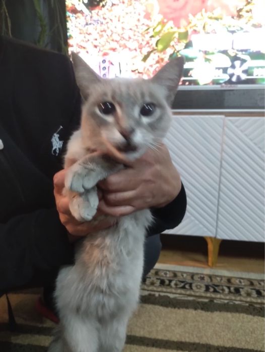 Кошка балинез даром