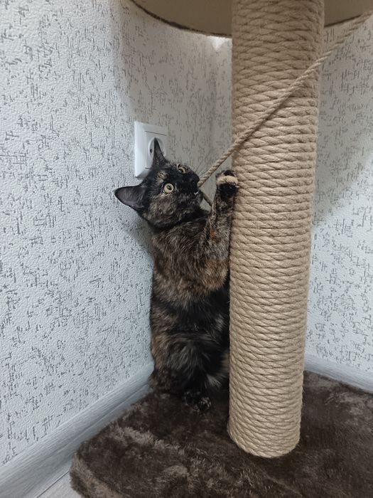 Пристраивается кошка в хорошие руки