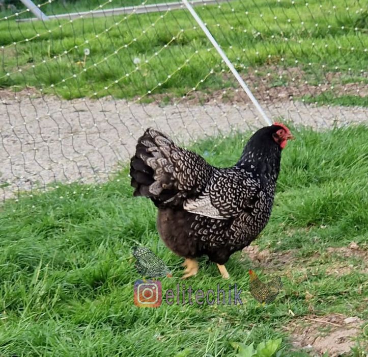 Цыплята барневельдер