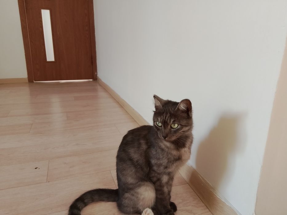 Отдам кошечку бесплатно