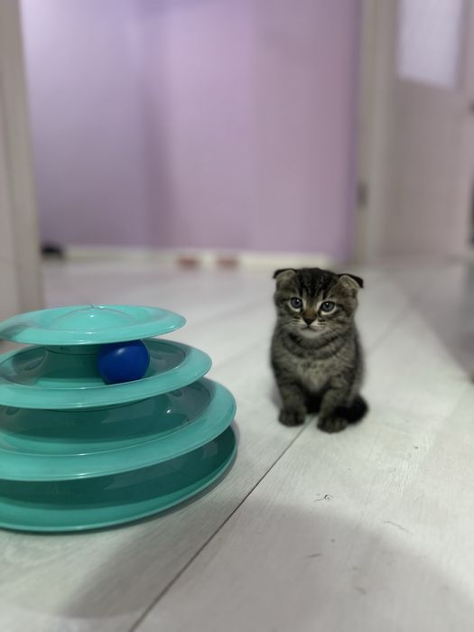 Котенок,вислаухи