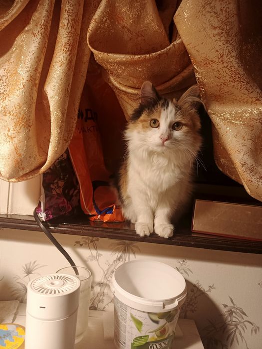 Пристраивается девочка в добрые ручки