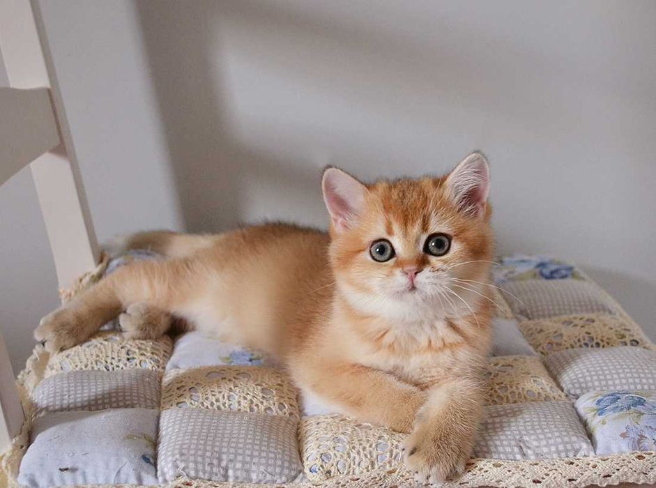 британская кошечка  из питомника