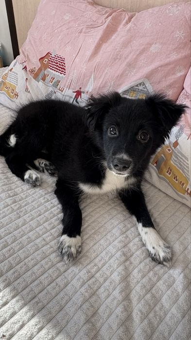 Отдам щенка в добрые руки