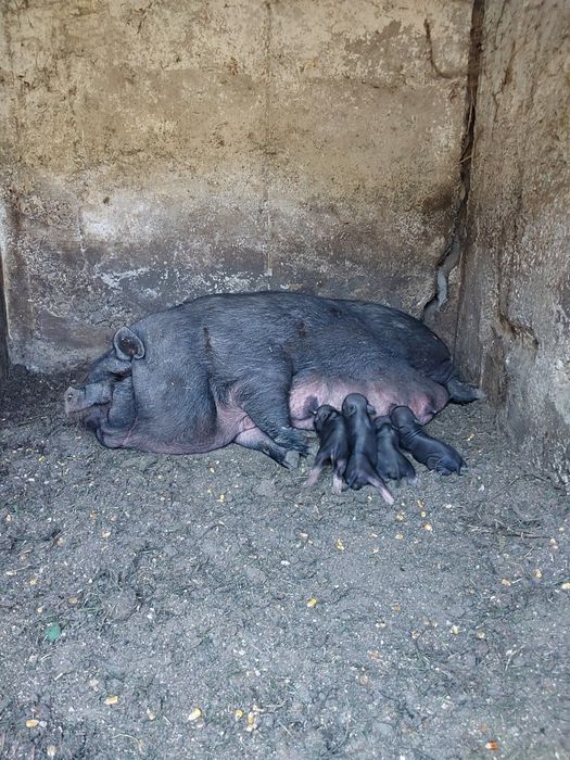 виетнамски прасета