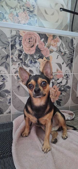 Очаровательный кобелёк ищет невесту