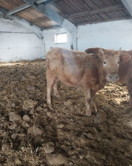 Продам 7 телок год и два месяца