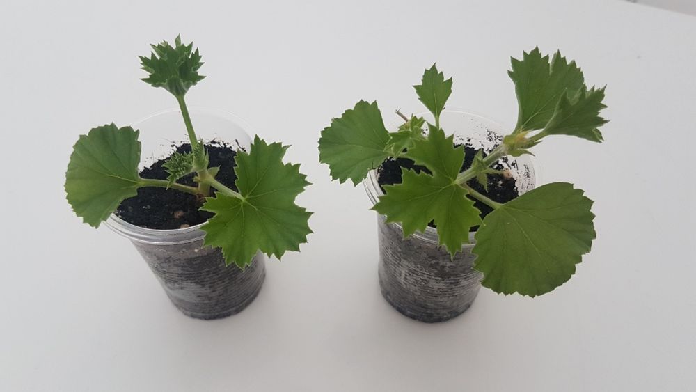 Саженец  королевской пеларгонии