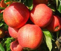 Олма кучатлар сотувда