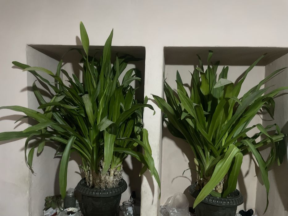 Gul bor narxini kelishamiz