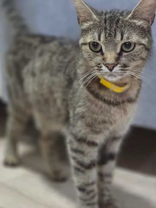 Кошка гений, ласковая