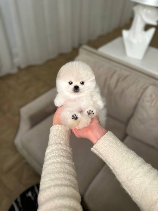 Померанский шпиц