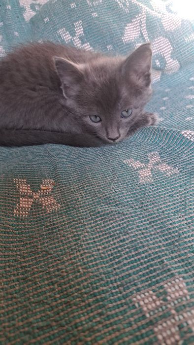 Отдам котят в добрые,любящие руки!