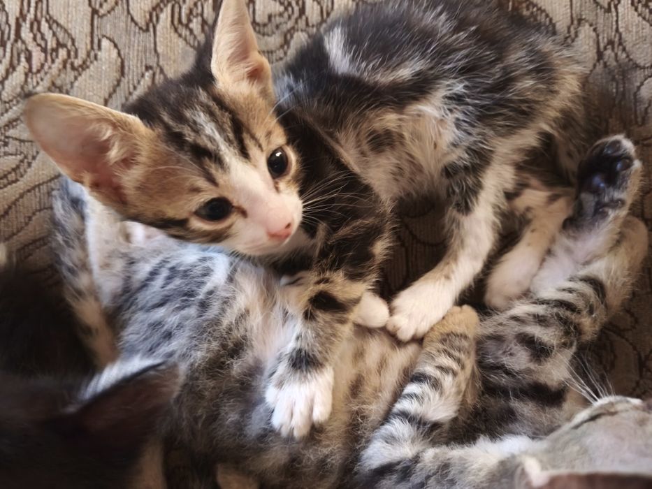 Отдам котят в добрые руки
