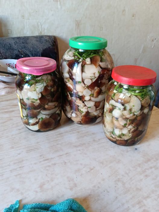 Продам грибы валуи