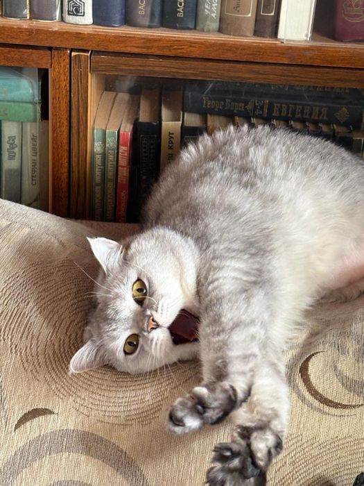 Кот британец 8 лет