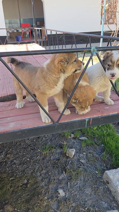 Күшіктер сатылады.