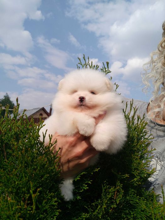 Щенки померанского шпица