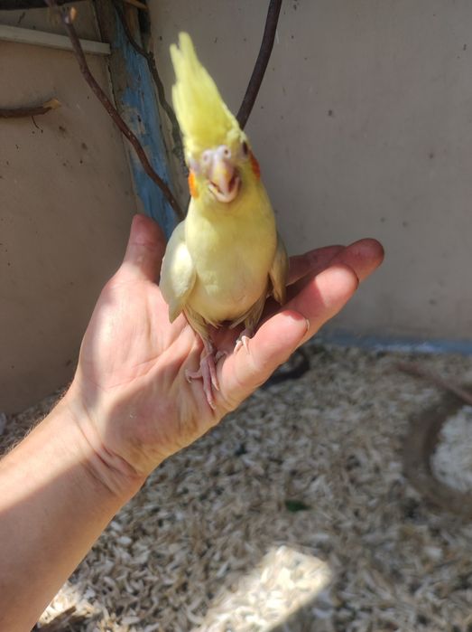 Продам молодых корел ручные