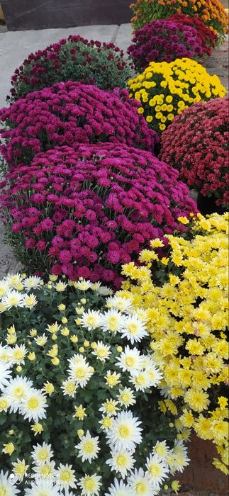 Хризантемы мультифлора
