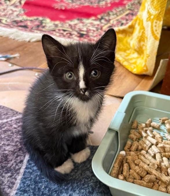 Котенок бесплатно