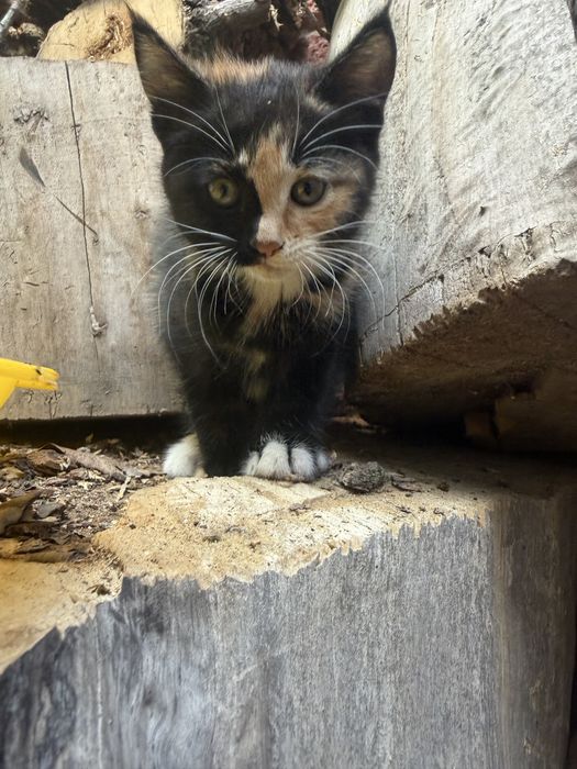 Котята крысоловки