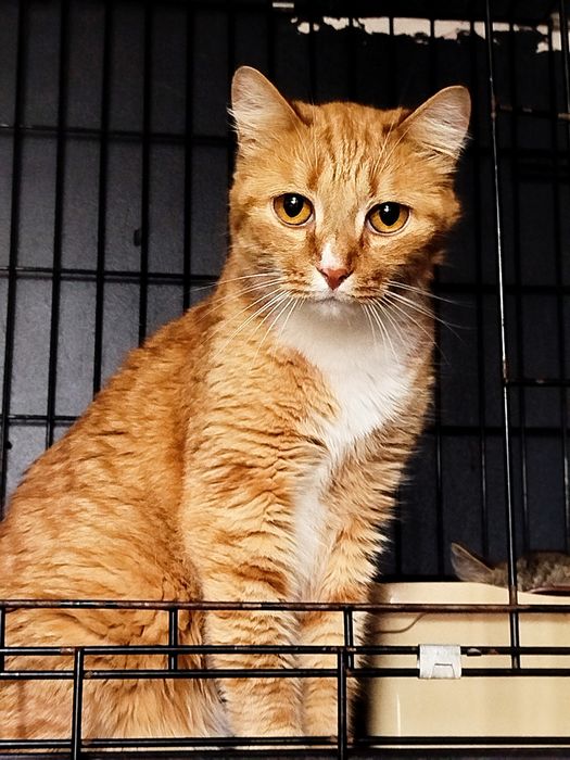 Кисуням нужен дом.