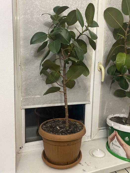 Продам цветы фикус