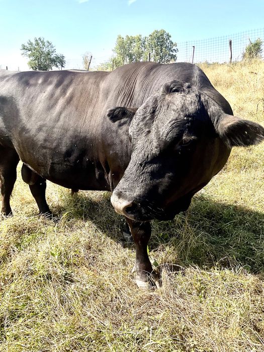 Taur Angus Rasa Pura 1000kg