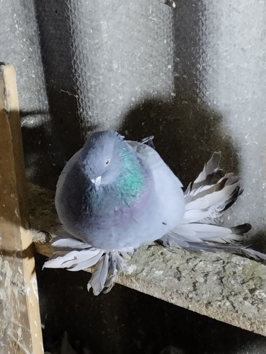 Голуби домашние.