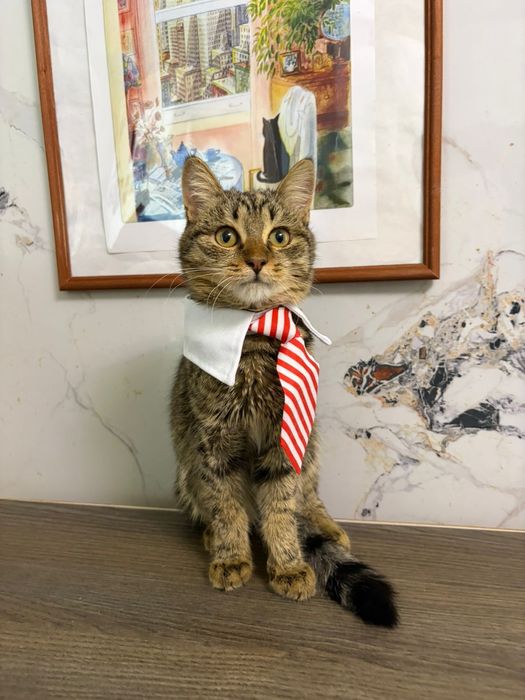 Отдам котёнка в добрые руки