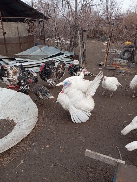 Продам индюка на племя