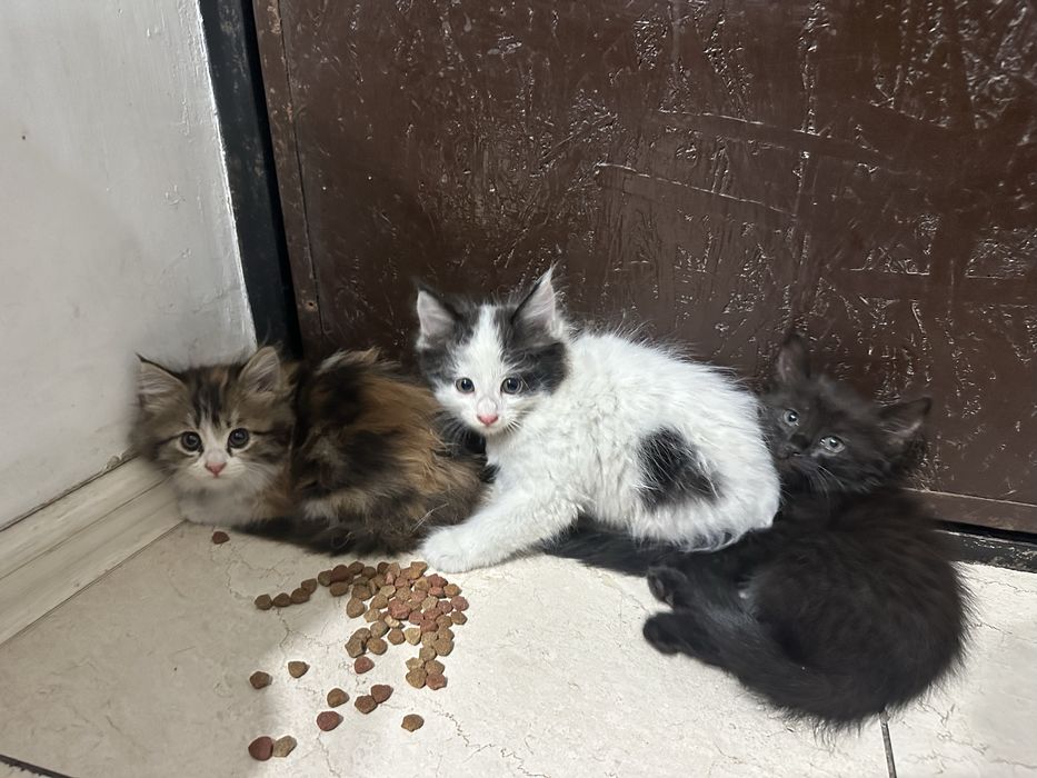 Отдам котят в добрые руки кушают все подряд и корм и суп ходят в лоток