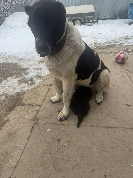 Продам щенка алабая