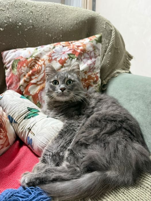 Отдам кошку, стерилизованная