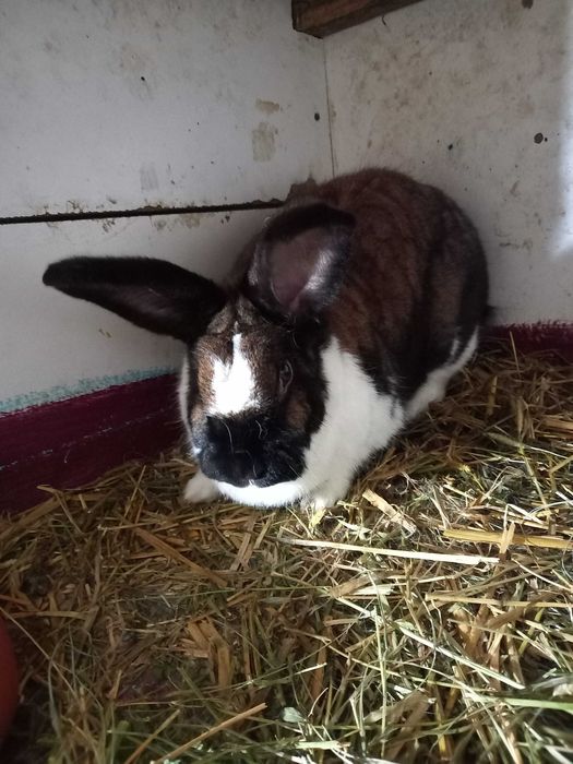 Va nd  iepurași  maturi și tineret