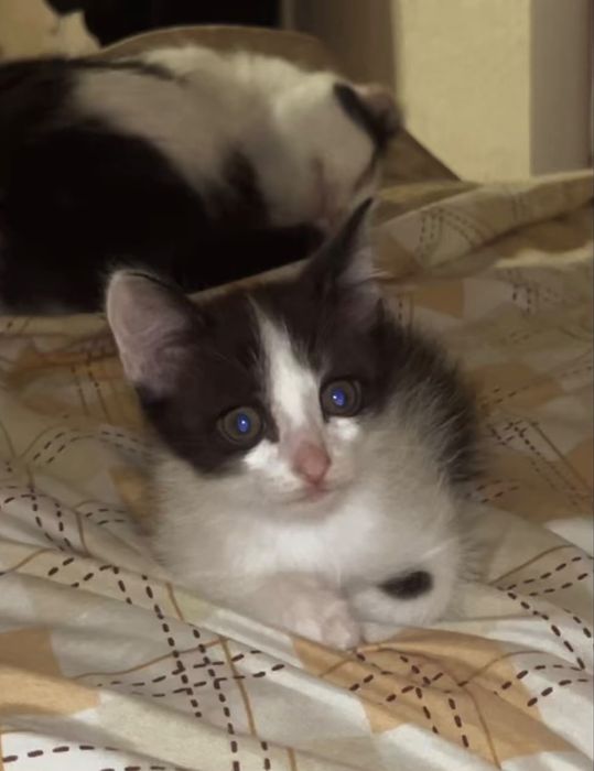 отдаю котят в добрые хорошие руки