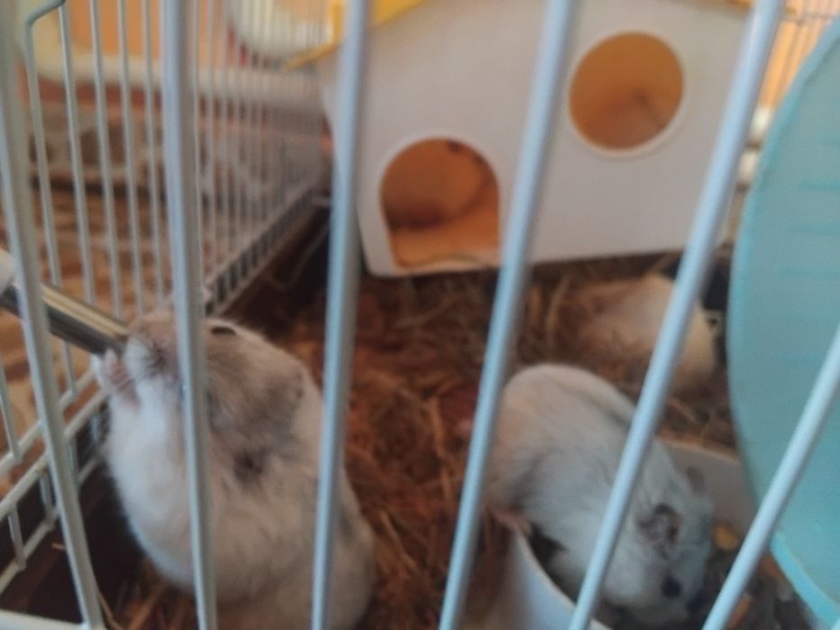 Hamsteri albi de vânzare si pui